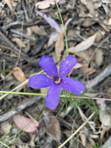 Cheiranthera linearis (Cheiranthera linearis)