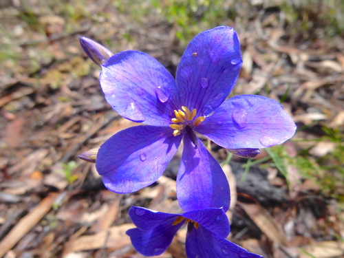 Cheiranthera linearis (Cheiranthera linearis)