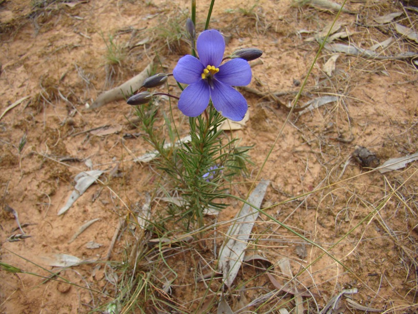 Cheiranthera linearis: Cheiranthera linearis (syn. Cheiranthera cyanea) Common name: Finger Flower Photographer: Lorraine Oliver For more information go to PLANTnet <a plantnet.rbgsyd