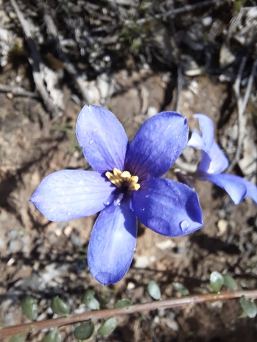 Cheiranthera linearis (Cheiranthera linearis)