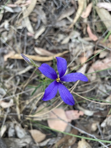 Cheiranthera linearis (Cheiranthera linearis)