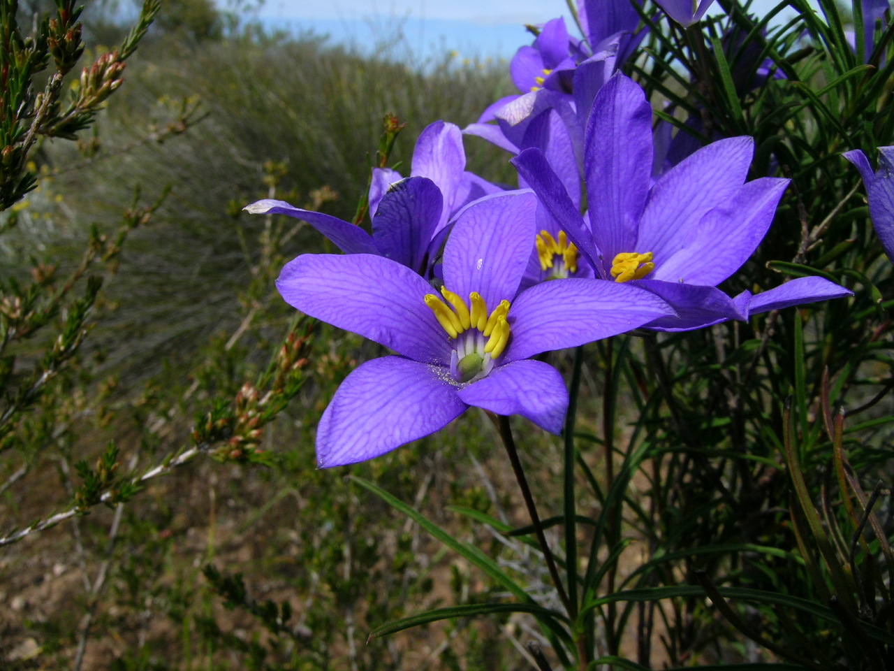 Cheiranthera linearis: Small hairless ± erect shrub to c. 50 cm tall, with woody rootstock. Leaves are alternate, often ± clustered, linear or occasionally lanceolate and usually 2–5 