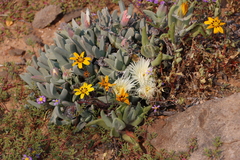 Cheiridopsis acuminata (Cheiridopsis acuminata)