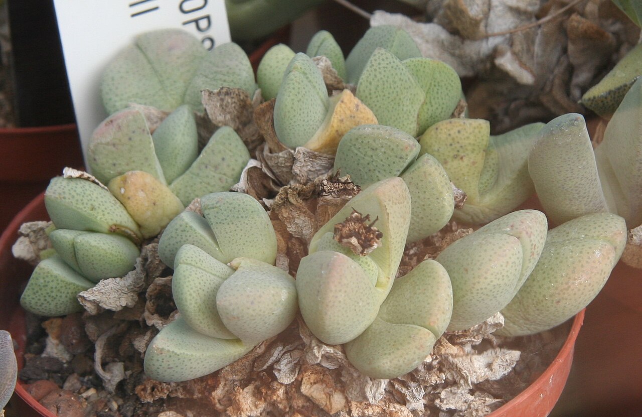 Cheiridopsis brownii: Cheiridopsis brownii im Botanischen Garten Kopenhagen