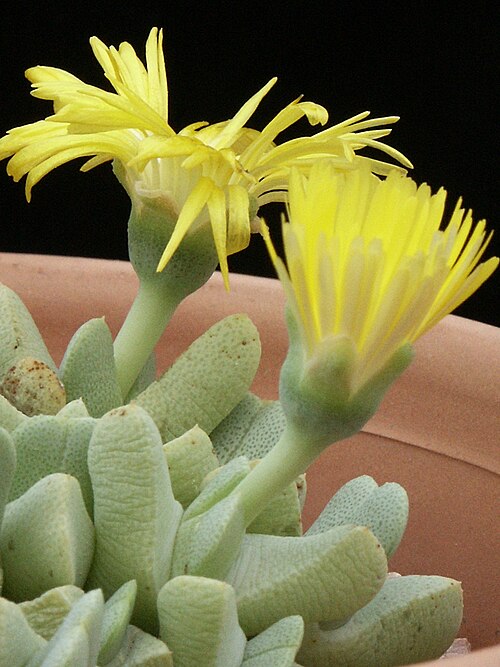 Cheiridopsis caroli-schmidtii: cheiridopsis caroli-schmidtii.jpg