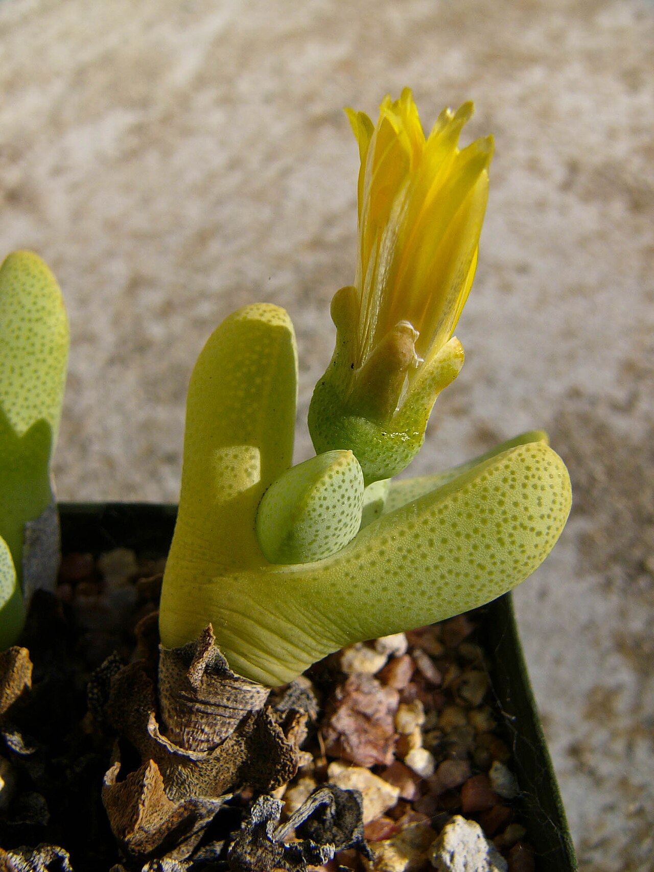 Cheiridopsis caroli-schmidtii: pic of Cheiridopsis caroli-schmidtii