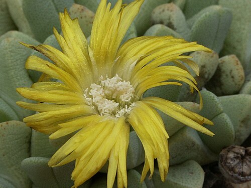 Cheiridopsis caroli-schmidtii: cheiridopsis caroli-schmidtii flower