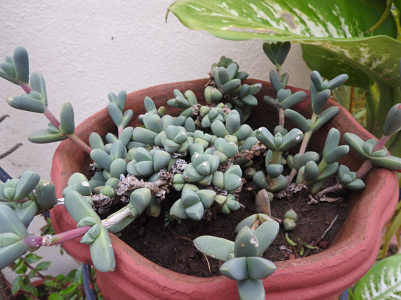 Cheiridopsis denticulata: Aizoaceae-Lobster claws;Succulent,leaves grey blue.