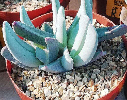 Cheiridopsis denticulata: Cheiridopsis denticulata - Cape Town