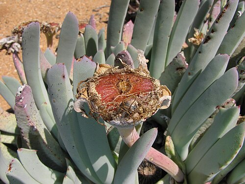 Cheiridopsis denticulata: Farm in the vicinity of Springbok, Namaqualand, Northern Cape, South Africa. Photo © Andrey Sochivko