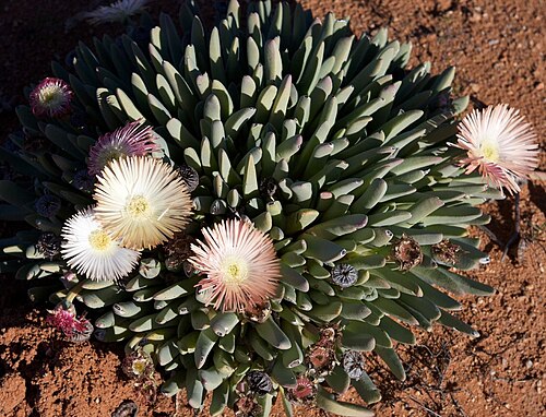 Cheiridopsis denticulata: Cheiridopsis denticulata Along the N7, near Springbok