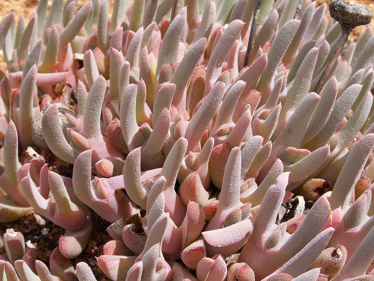 Cheiridopsis denticulata: close up, Cheiridopsis denticulata (Haw.) N.E.Br., Richtersveld National park , Northern Cape, South Africa