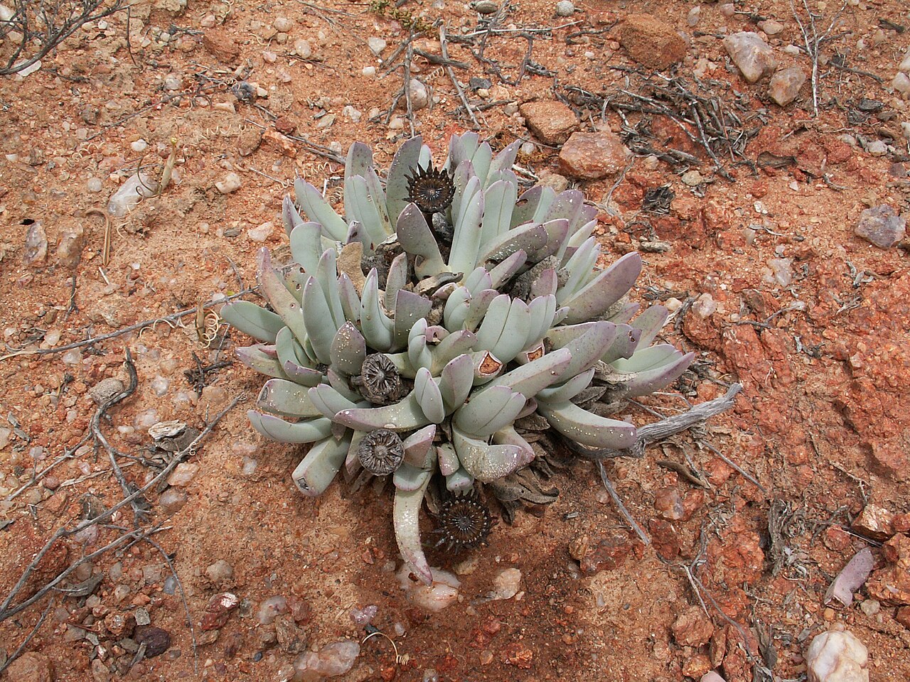Cheiridopsis denticulata: Cheiridopsis denticulata , Richtersveld National Park, Richtersveld Local Municipality, Namakwa District Municipality, Northern Cape, South Africa