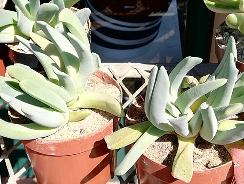 Cheiridopsis denticulata: Cheiridopsis denticulata