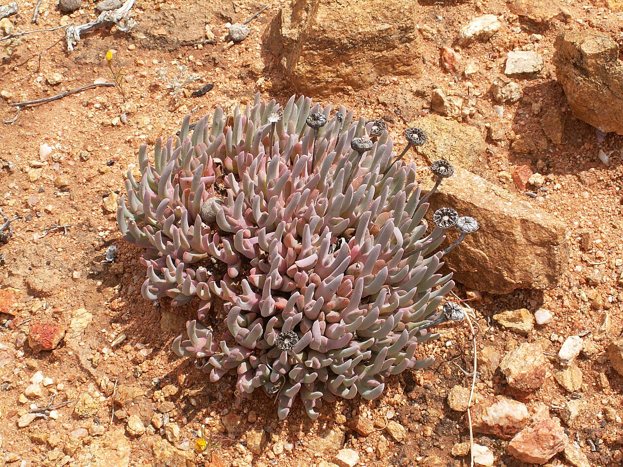 Cheiridopsis denticulata: Cheiridopsis denticulata (Haw.) N.E.Br., Richtersveld National park , Northern Cape, South Africa