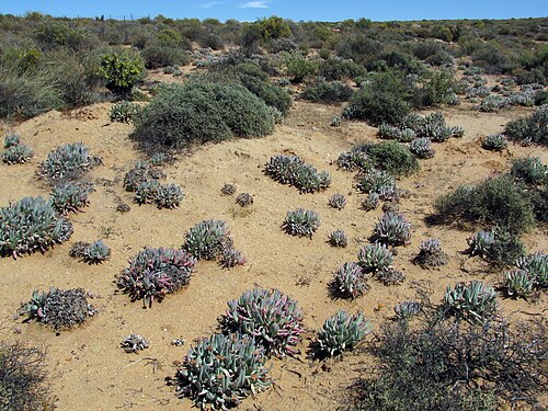 Cheiridopsis denticulata: Farm in the vicinity of Springbok, Namaqualand, Northern Cape, South Africa. Photo © Andrey Sochivko