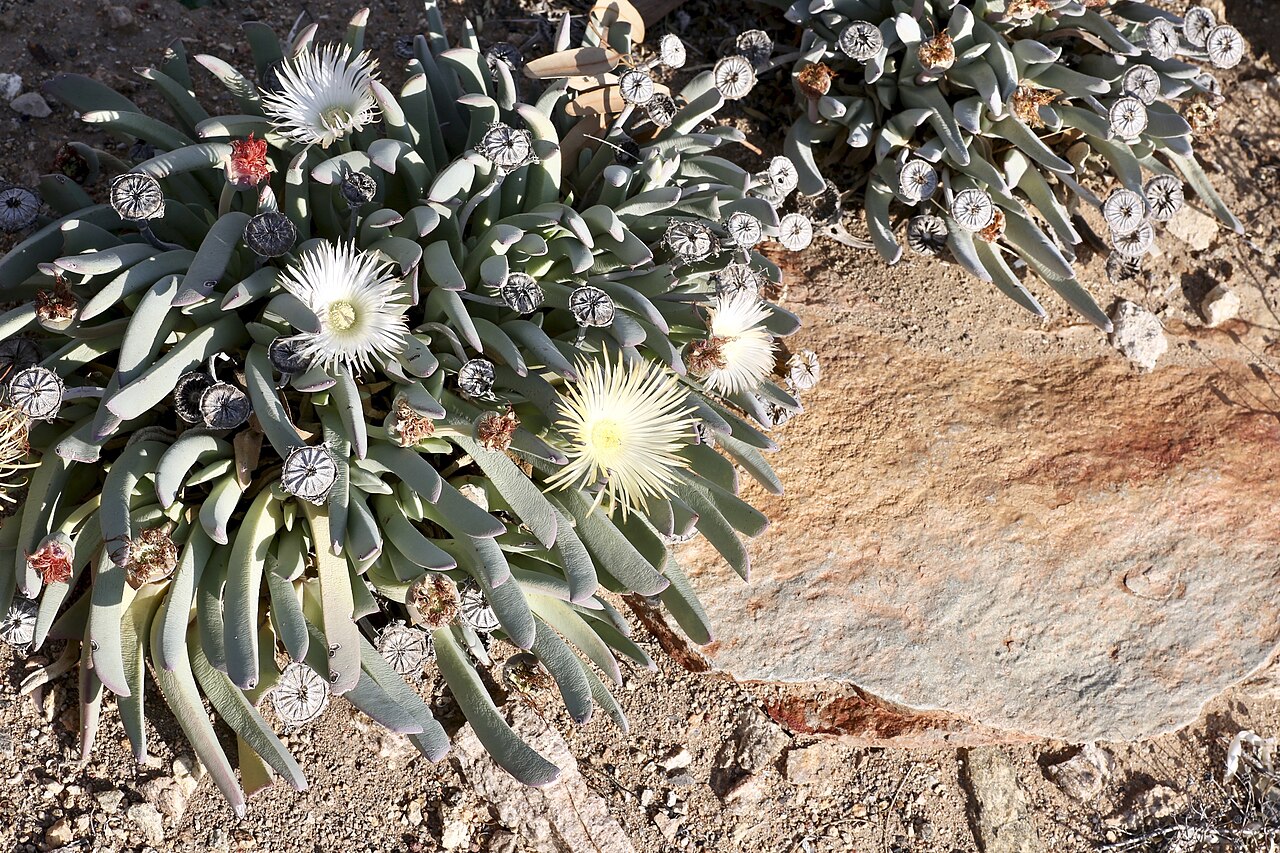 Cheiridopsis denticulata: Farm in the vicinity of Springbok, Namaqualand, Northern Cape, South Africa. Cheiridopsis denticulata is a small, spreading, shrublet. This perennial succulent