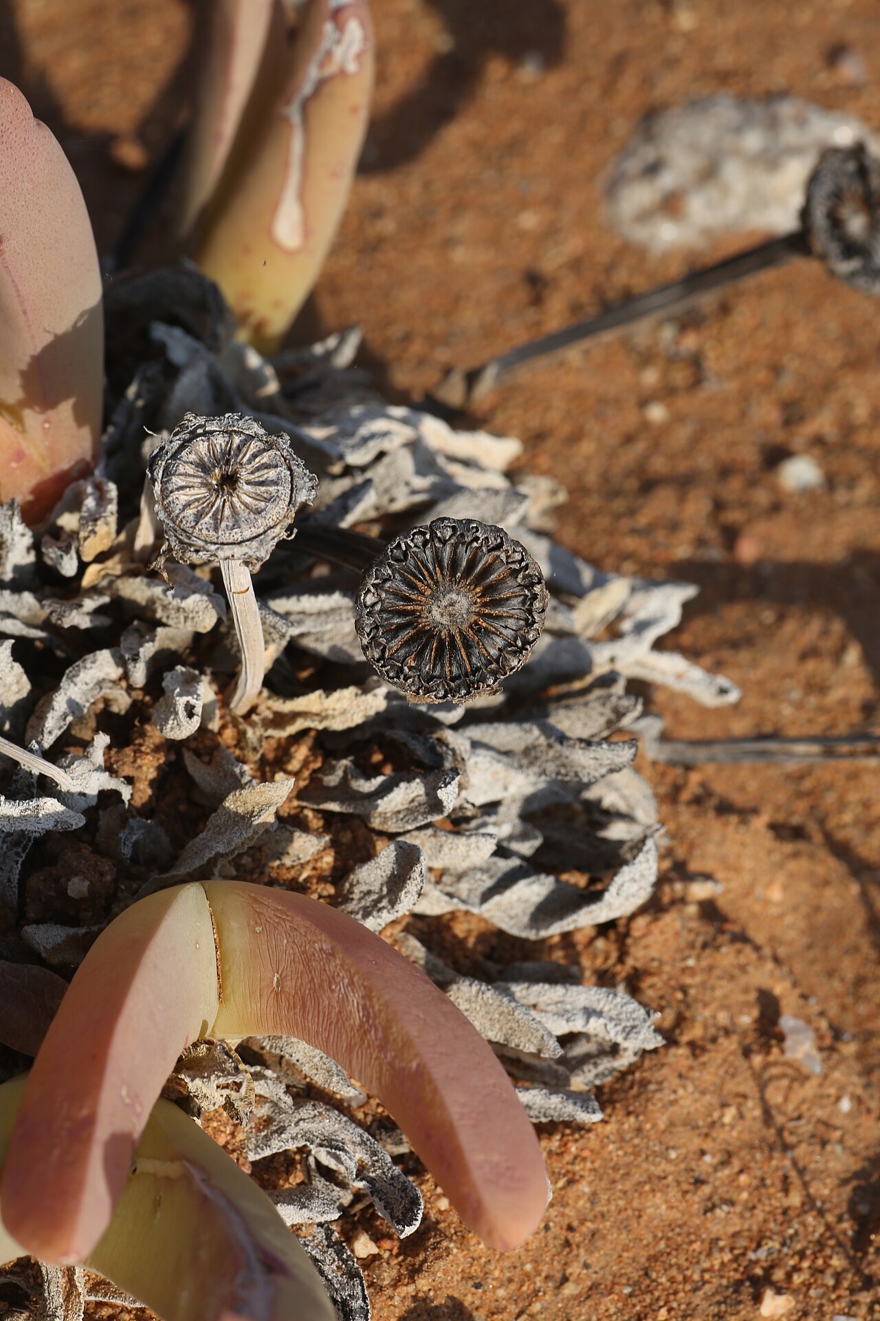 Cheiridopsis denticulata: Farm in the vicinity of Springbok, Namaqualand, Northern Cape, South Africa