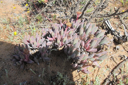 Cheiridopsis derenbergiana (Cheiridopsis derenbergiana)