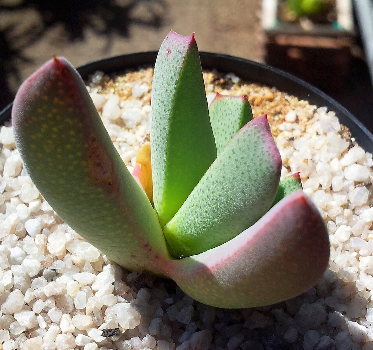 Cheiridopsis excavata: Cheiridopsis excavata - Kirstenbosch