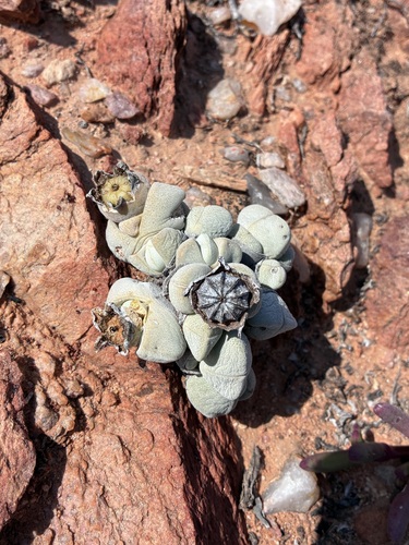 Cheiridopsis glomerata (Cheiridopsis glomerata)