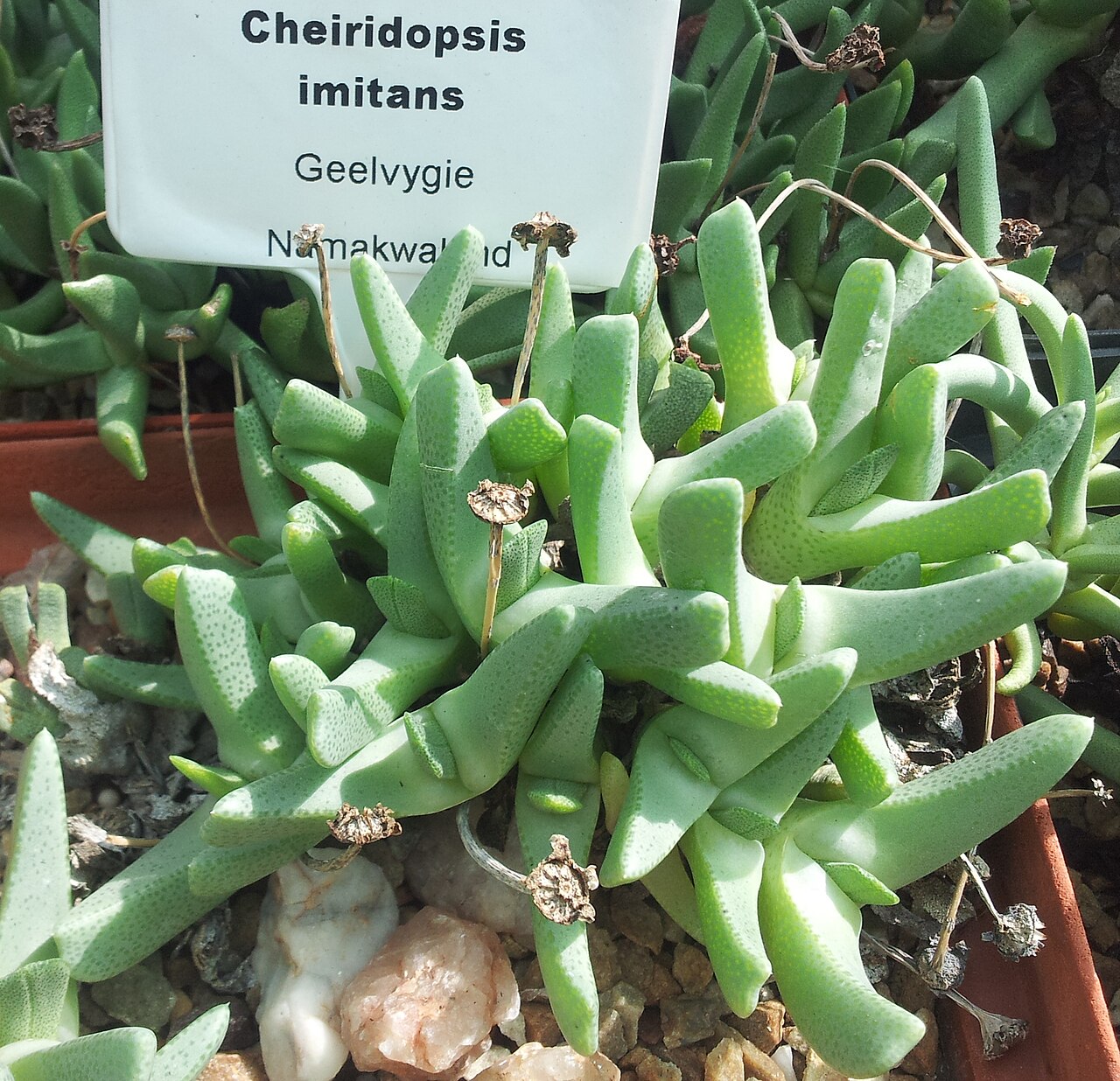 Cheiridopsis imitans: Cheiridopsis imitans