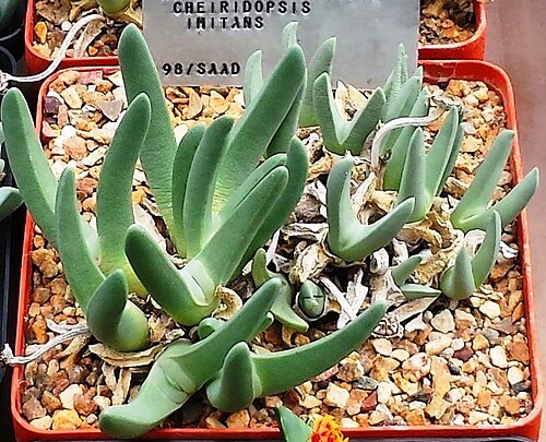 Cheiridopsis imitans: Cheiridopsis species in Stellenbosch nursery. South Africa.