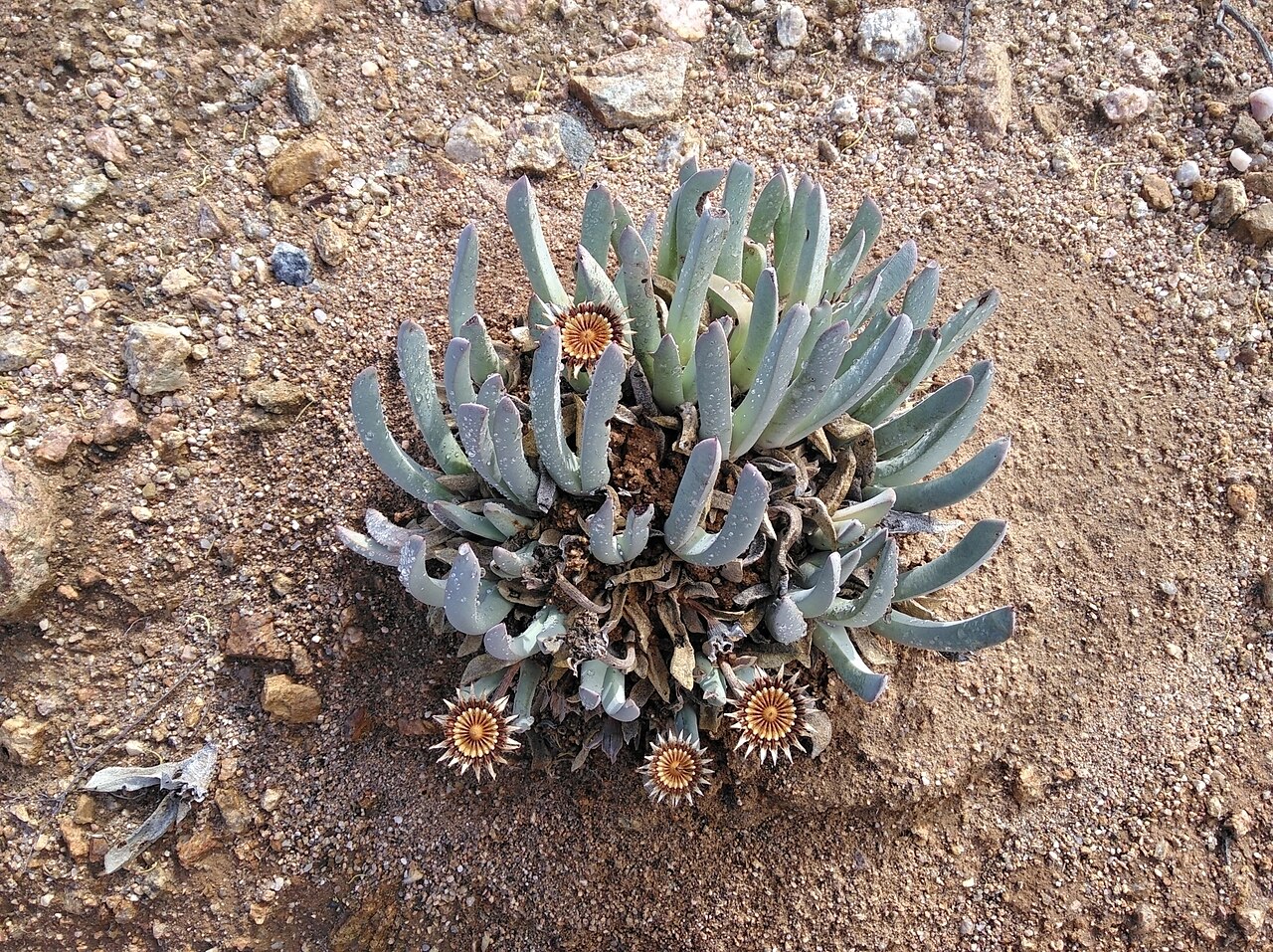 Cheiridopsis namaquensis: Cheiridopsis namaquensis, photographed by Brian du Preez, on 22 June 2019, about 10 km west of Springbok, Namaqualand, Northern Cape province of South Africa