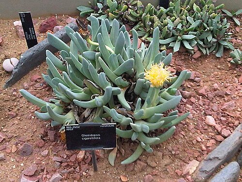 Cheiridopsis namaquensis: Cheiridopsis namaquensis at Kew Gardens, England.