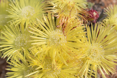Cheiridopsis namaquensis (Cheiridopsis namaquensis)