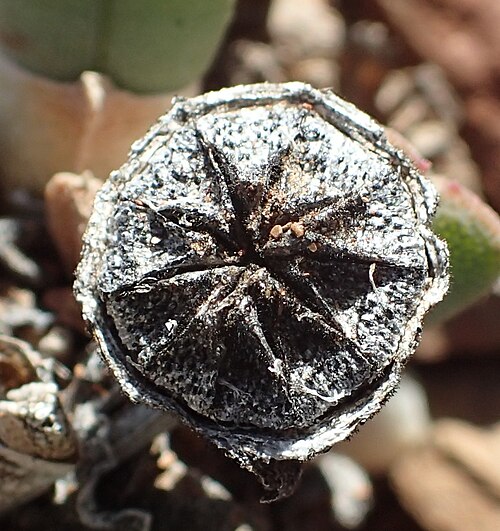 Cheiridopsis namaquensis: Cheiridopsis namaquensis, West Coast DC, South Africa, 2016-10-07 (iNaturalist).