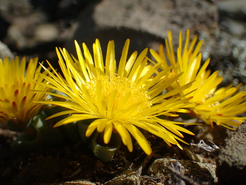 Cheiridopsis namaquensis (Cheiridopsis namaquensis)