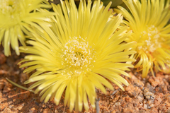 Cheiridopsis namaquensis (Cheiridopsis namaquensis)