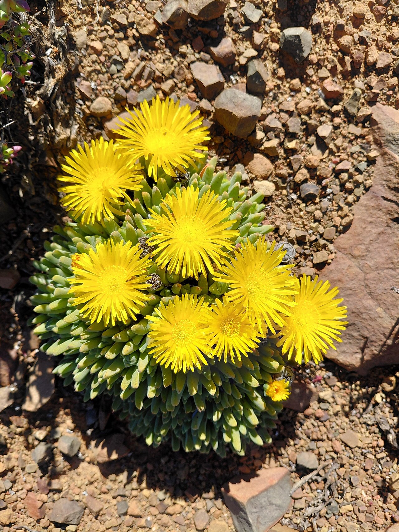 Cheiridopsis namaquensis: Cheiridopsis namaquensis, Laingsburg Municipality, South Africa, 2025-08-07 (iNaturalist).
