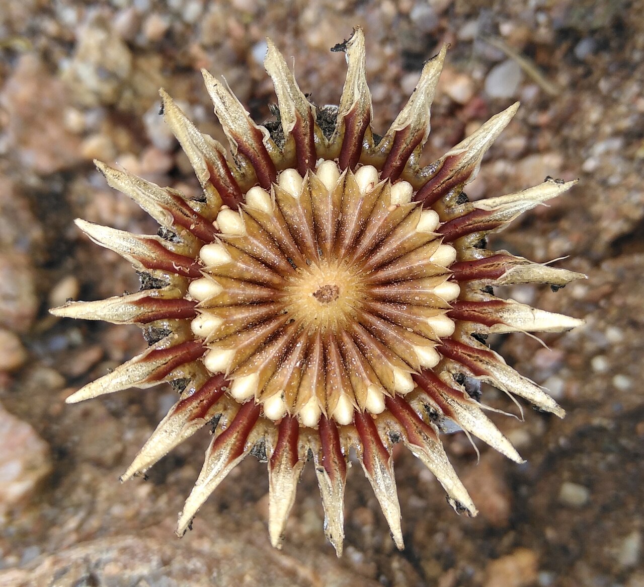 Cheiridopsis namaquensis: Cheiridopsis namaquensis, photographed by Brian du Preez, on 22 June 2019, about 10 km west of Springbok, Namaqualand, Northern Cape province of South Africa