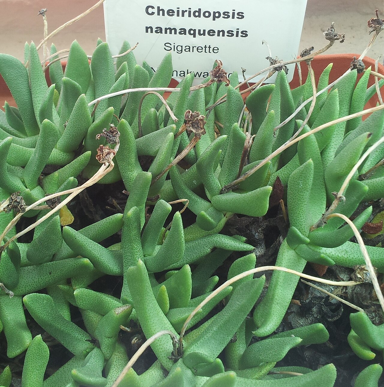 Cheiridopsis namaquensis: Cheiridopsis namaquensis