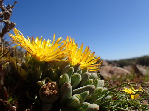 Cheiridopsis namaquensis (Cheiridopsis namaquensis)
