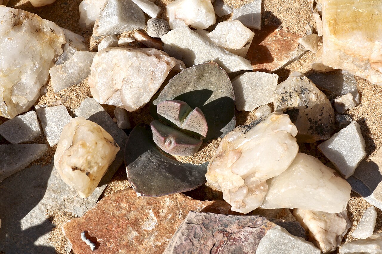Cheiridopsis peculiaris: ǀAi-ǀAis/Richtersveld Transfrontier Park, Sendelingsdrif Nursery, Northern Cape, South Africa Cheiridopsis peculiaris is a strictly endemic and critically endan