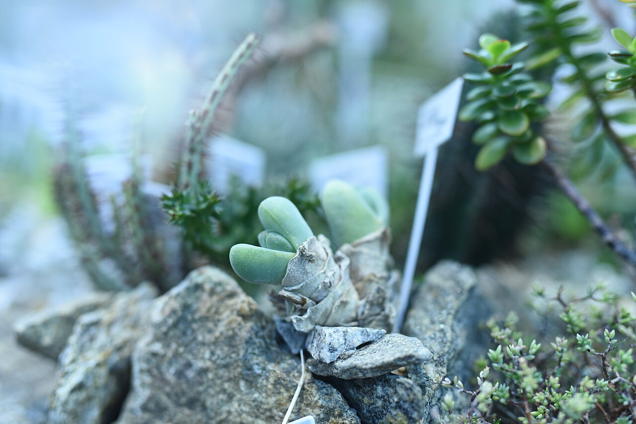 Cheiridopsis pillansii: Aizoaceaeː Cheiridopis pillansii.