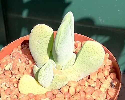 Cheiridopsis pillansii: Cheiridopsis pillansii