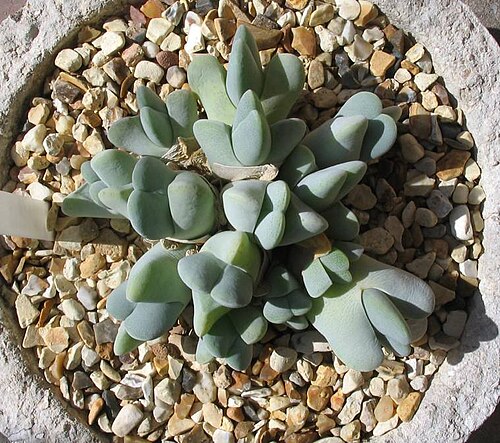 Cheiridopsis pillansii: Cheiridopsis pillansii in cultivation