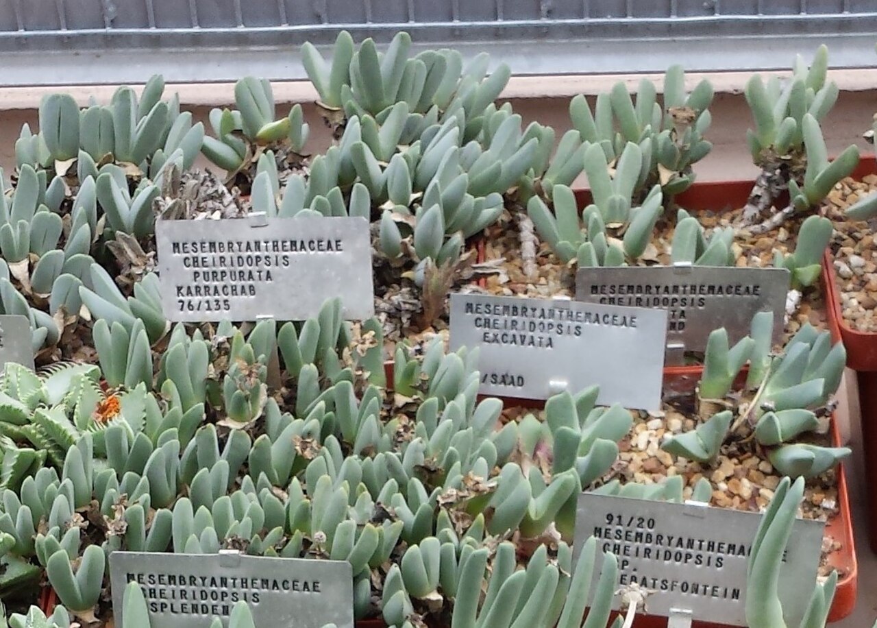 Cheiridopsis purpurea: Cheiridopsis species in Stellenbosch nursery. South Africa.