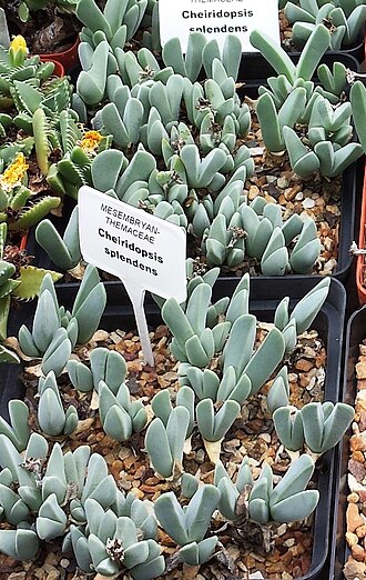 Cheiridopsis purpurea: Cheiridopsis species in Stellenbosch nursery. South Africa.