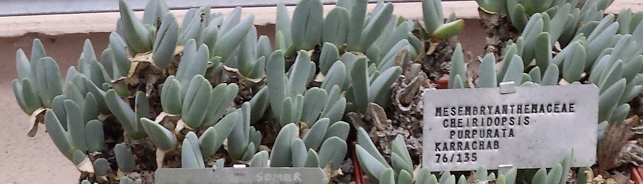 Cheiridopsis purpurea: Cheiridopsis species in Stellenbosch nursery. South Africa.