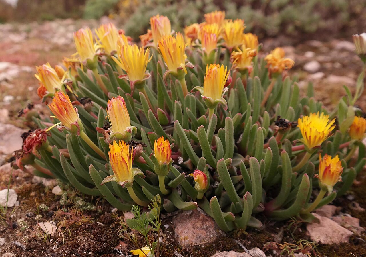 Cheiridopsis rostrata: Beaked Clockfig ( Cheiridopsis rostrata ) in South Africa