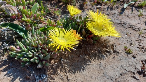 Cheiridopsis rostrata (Cheiridopsis rostrata)