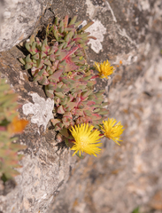 Cheiridopsis rostrata (Cheiridopsis rostrata)