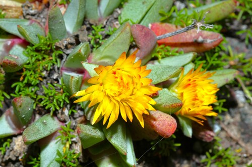 Cheiridopsis rostrata (Cheiridopsis rostrata)