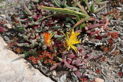 Cheiridopsis rostrata (Cheiridopsis rostrata)
