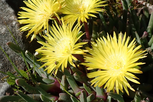 Cheiridopsis rostrata (Cheiridopsis rostrata)